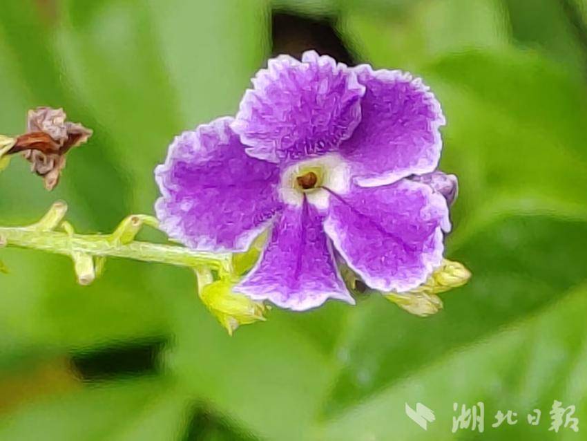 会员鸿运国际手机